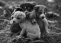 Dogs’ Emotions Often Misread by Humans