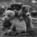 Dogs’ Emotions Often Misread by Humans