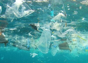 Microplastics Fuel Antibiotic Resistance, Study Finds