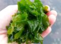 Seaweed Shows Promise in Parkinson’s Treatment