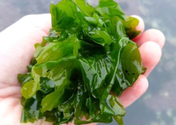 Seaweed Shows Promise in Parkinson’s Treatment