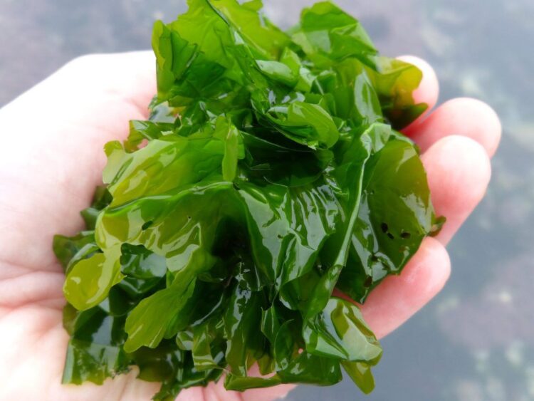 Seaweed Shows Promise in Parkinson’s Treatment