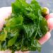 Seaweed Shows Promise in Parkinson’s Treatment