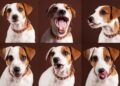 Dogs’ Emotions Often Misunderstood by Humans