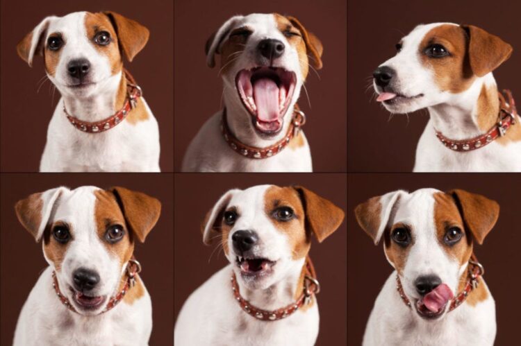 Dogs’ Emotions Often Misunderstood by Humans