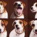 Dogs’ Emotions Often Misunderstood by Humans