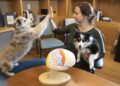 Brains of Humans and Dogs Can Sync