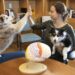 Brains of Humans and Dogs Can Sync